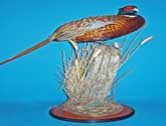 Ringneck Pheasant